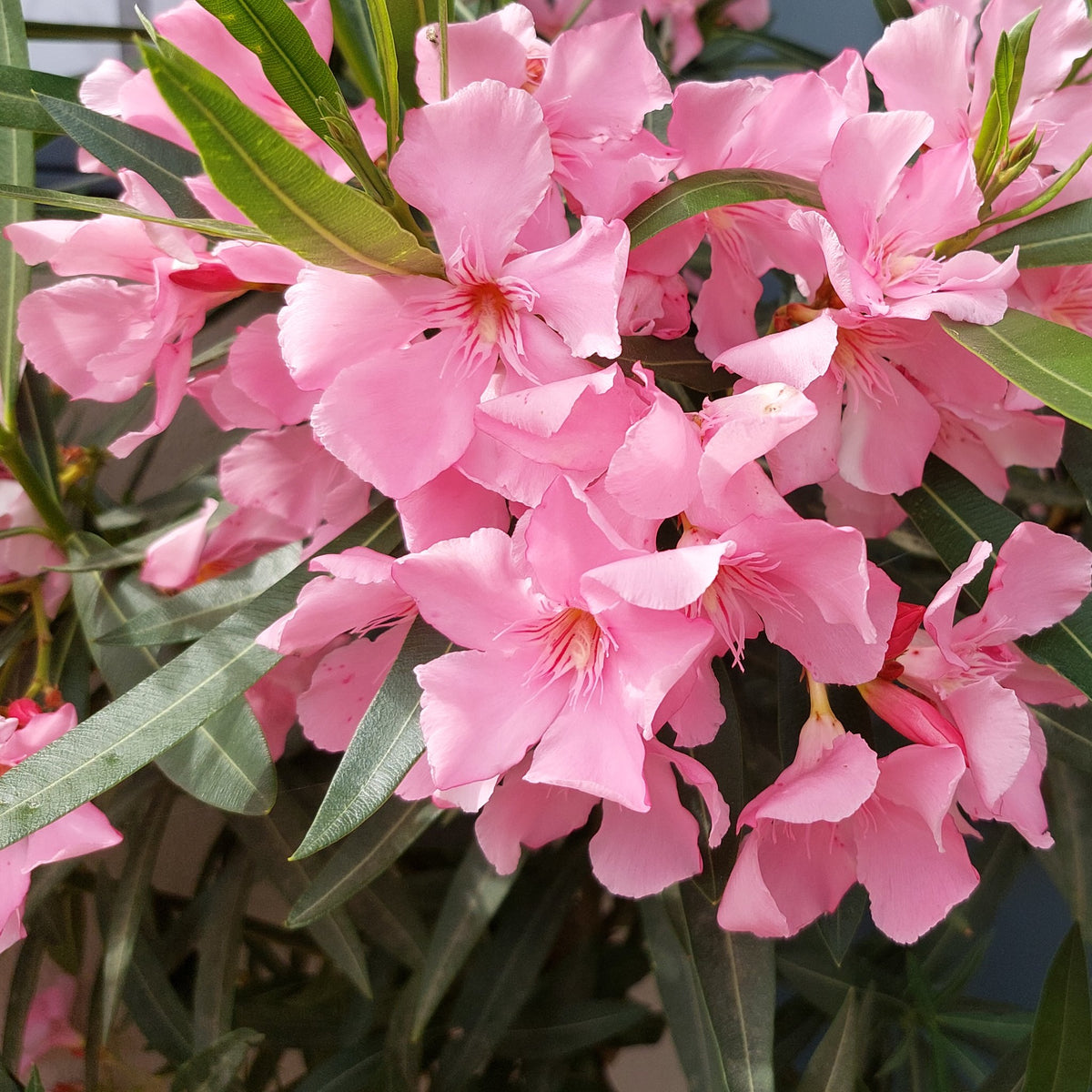 A cluster of pink oleander (arali) flowers on the shrub