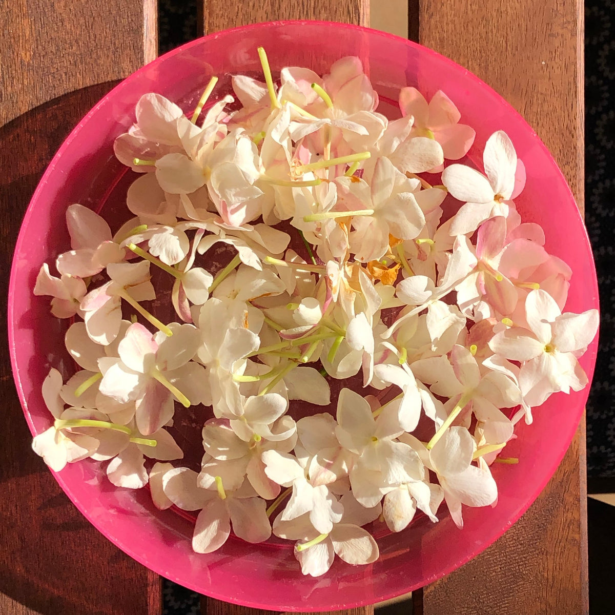 Loose open jaathi jasmine flowers, white with a pink blush, in a pink bowl