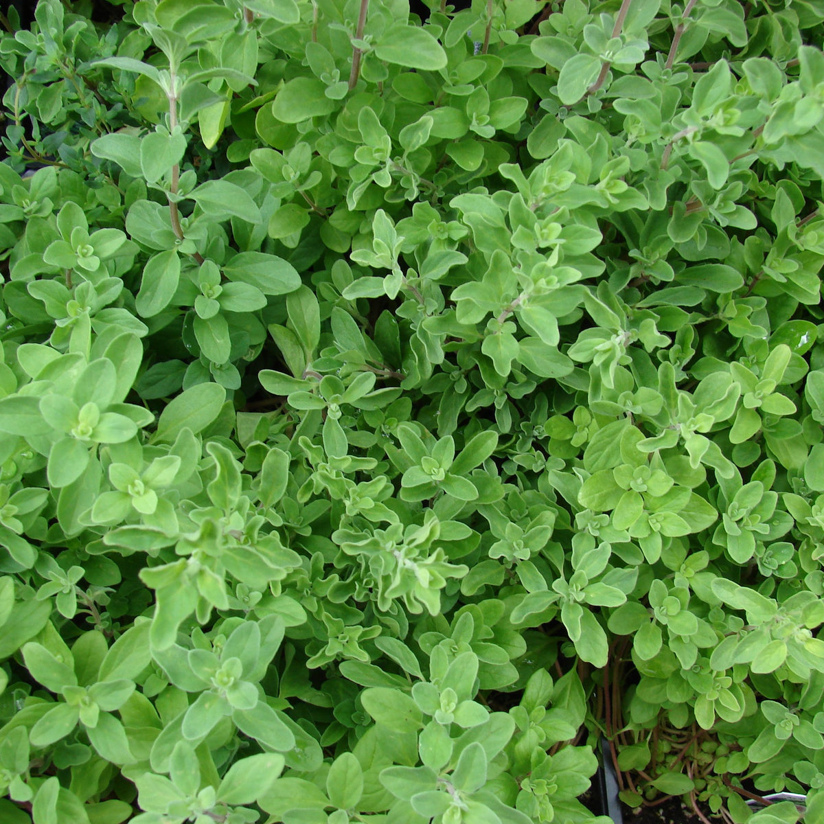 Small grey-green leaves of a sweet marjoram (maruvam) plant