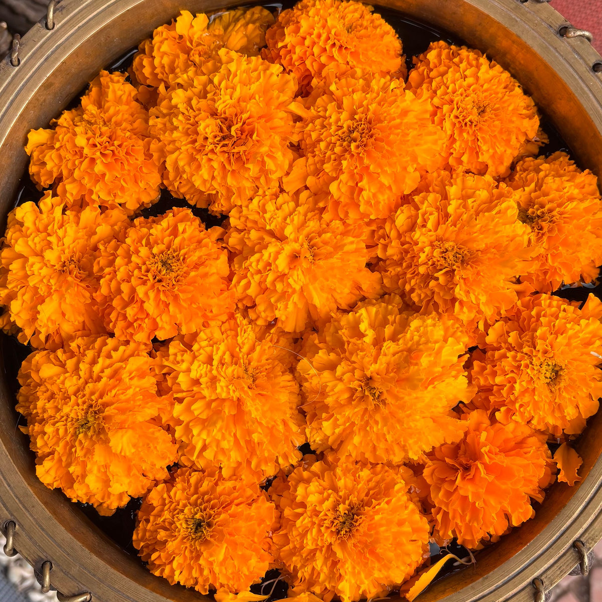 Loose orange marigold heads in a brass bowl