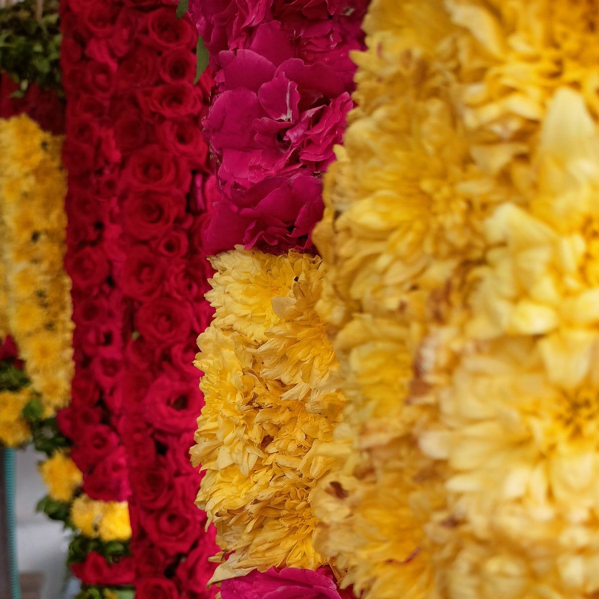 Close-up of hanging garlands of red and magenta roses with broad bands of yellow chrysanthemum