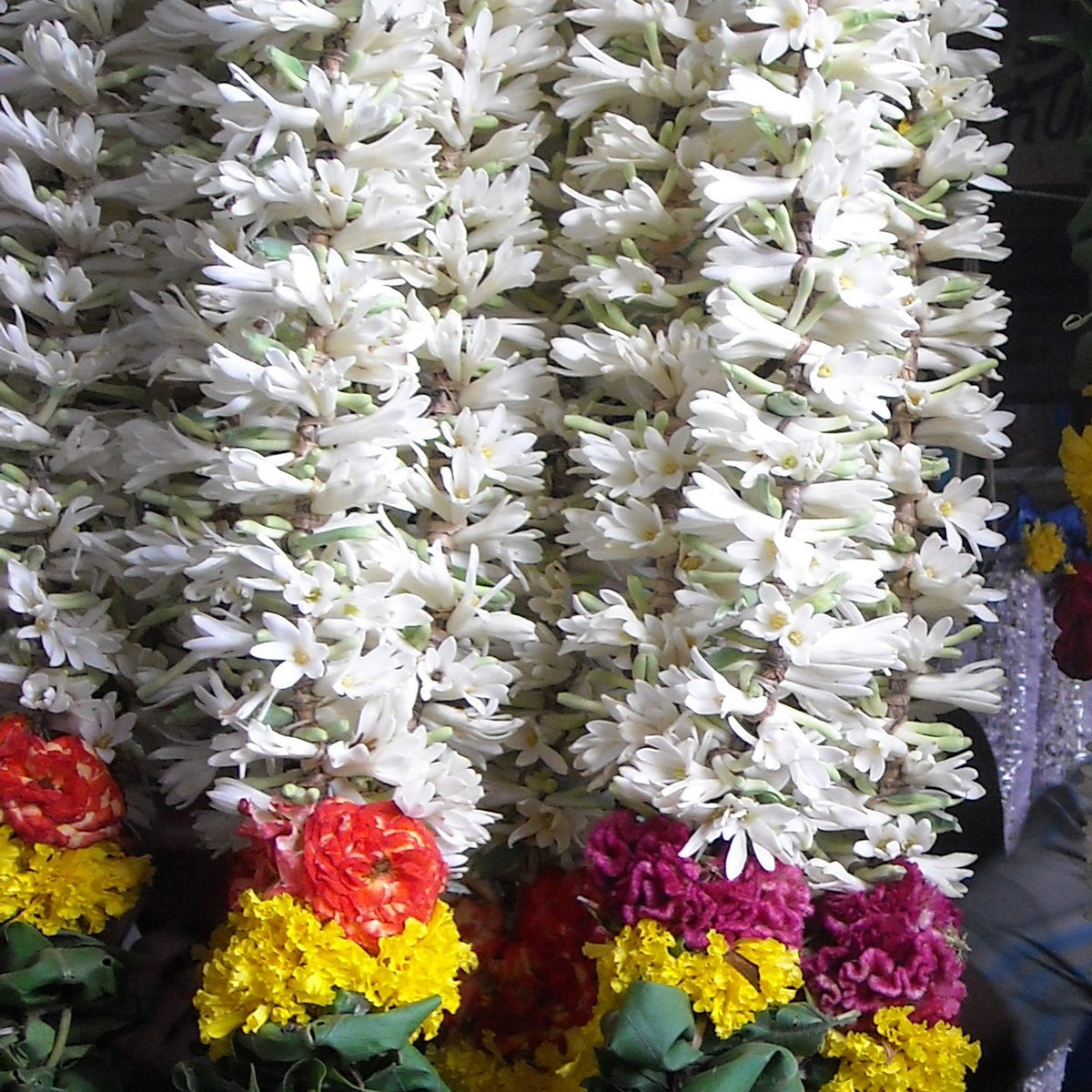 Two white tuberose garlands with rose and marigold bands, hanging at a flower market