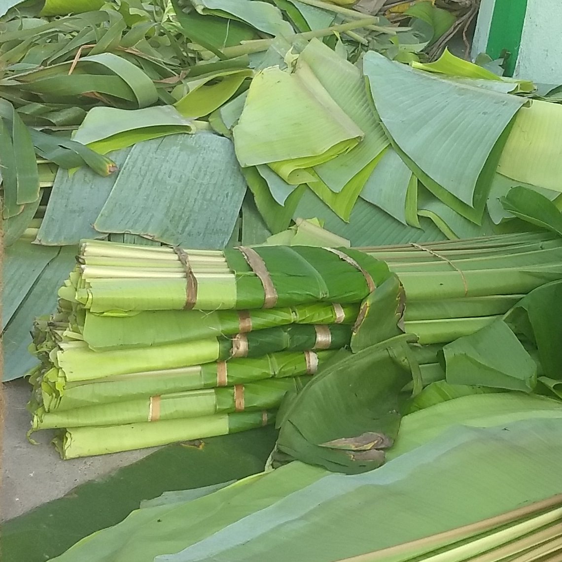 Cut green banana leaves, loose and folded into tied bundles