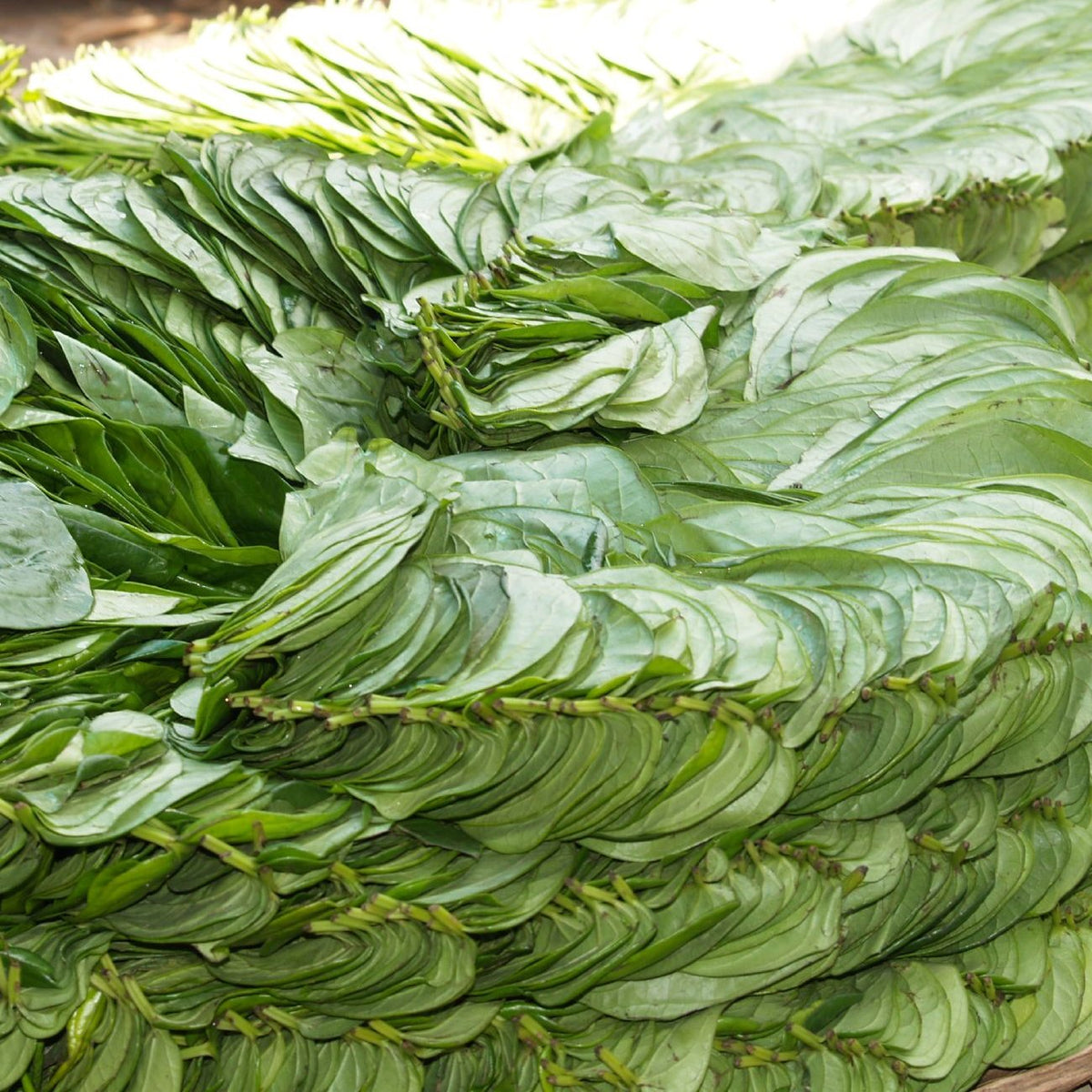 A stack of fresh green betel leaves at a market