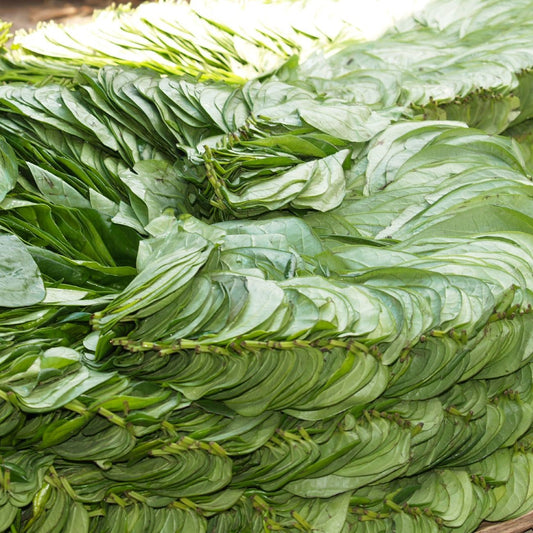 A stack of fresh green betel leaves at a market