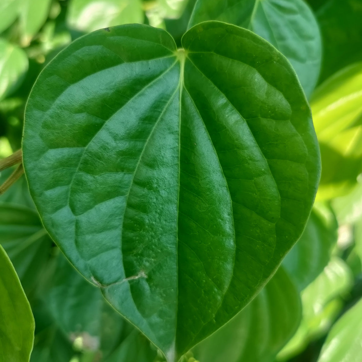 A heart-shaped green betel leaf on the vine