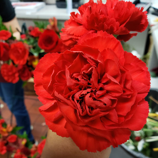 Fresh red carnations held up at a florist, with more red carnations behind
