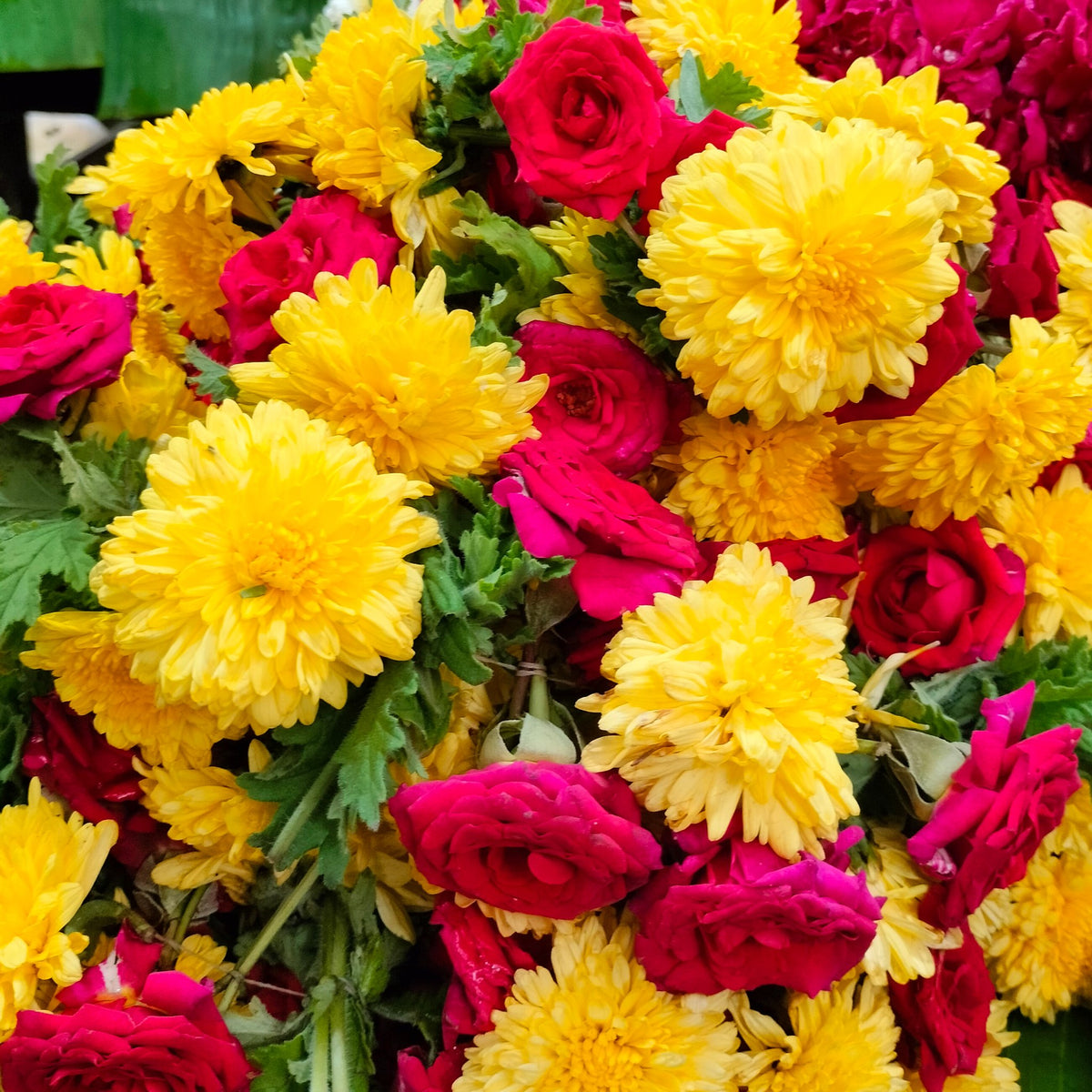 Loose yellow chrysanthemum heads heaped with red roses on banana leaves