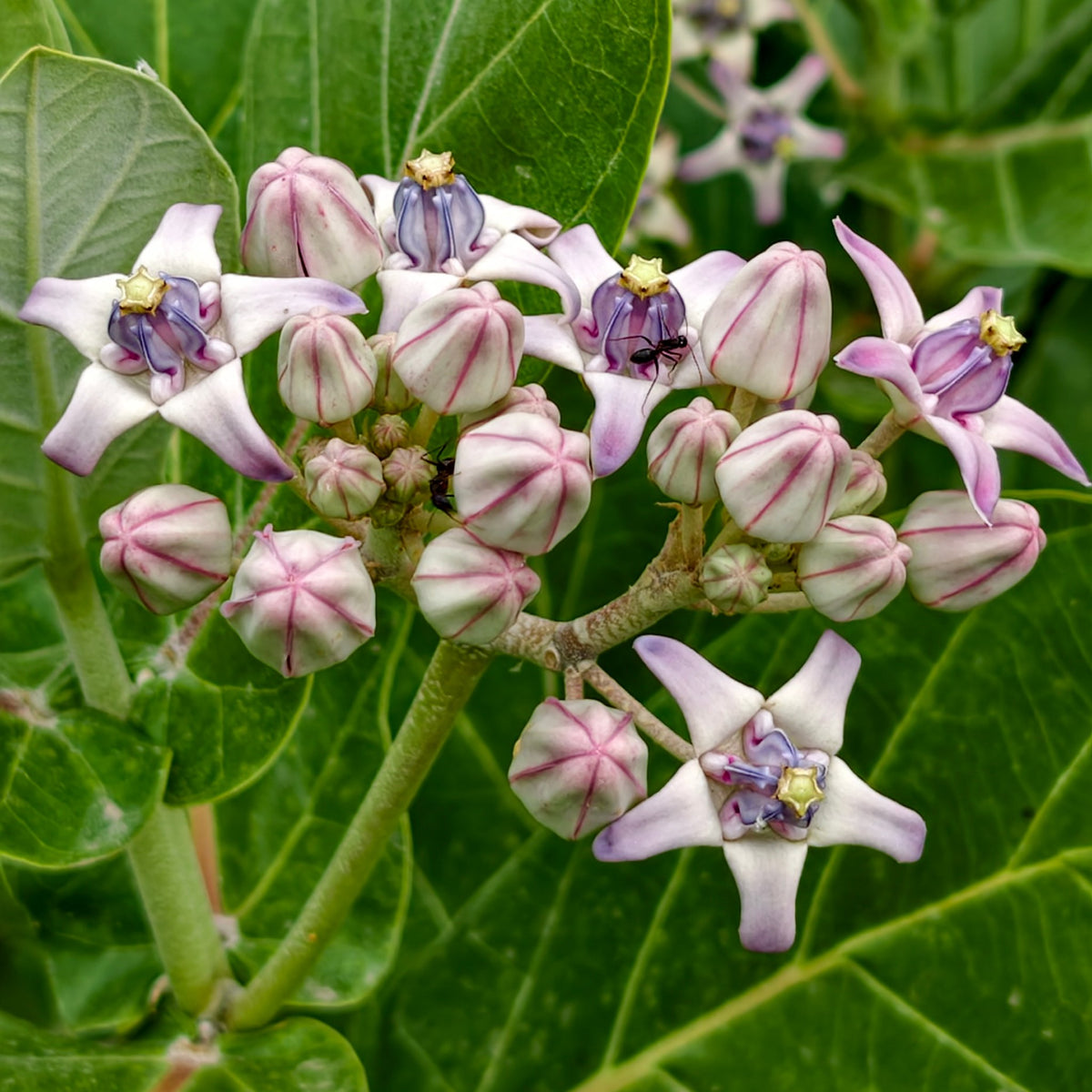 Lilac and white crown flowers (erukkam) and buds on the plant