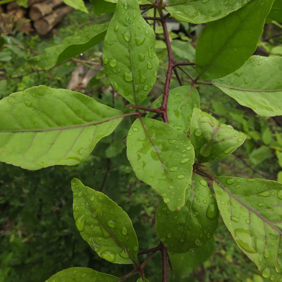 Fresh bilva (bael) leaves with raindrops