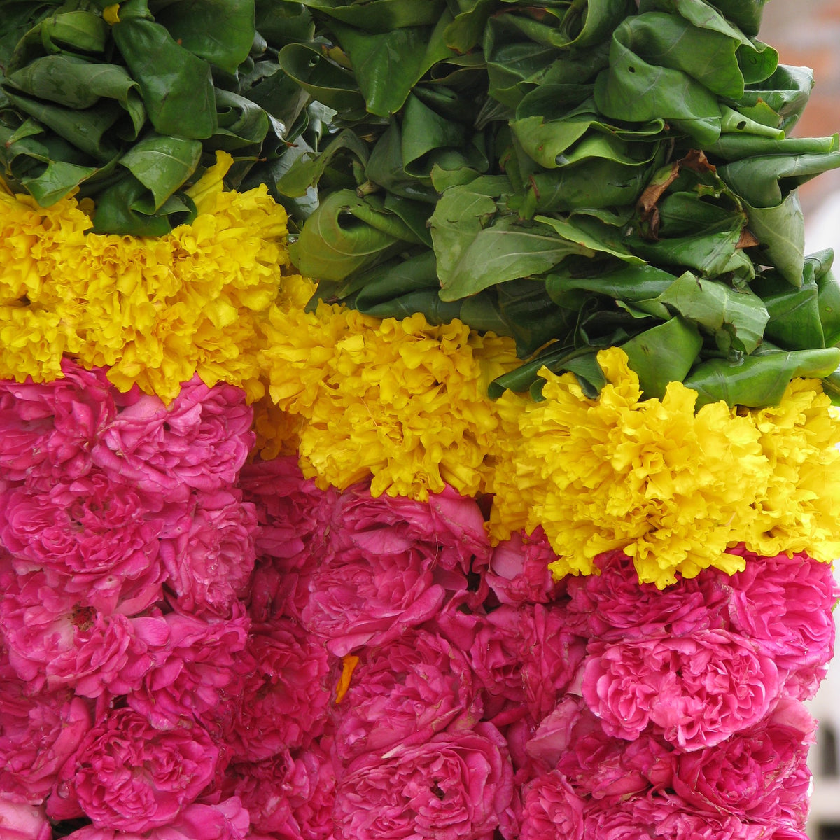 Close-up of a banded garland of betel leaves, marigold and pink roses