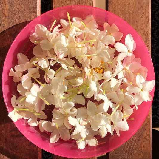 Loose open jaathi jasmine flowers, white with a pink blush, in a pink bowl