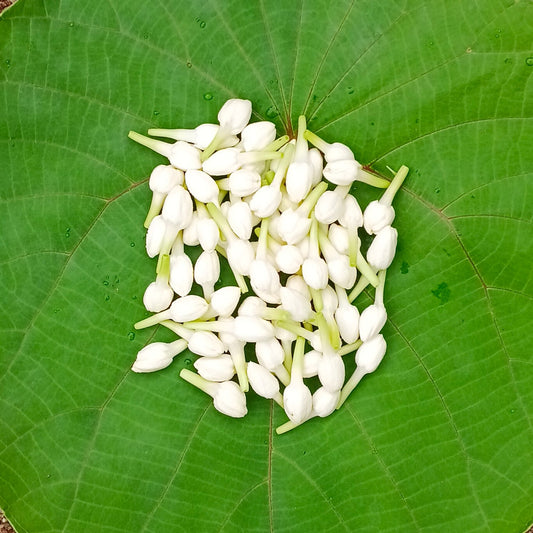 A small heap of loose white jasmine buds on a green leaf