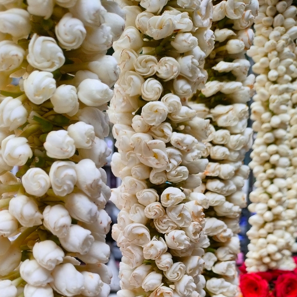 Strands of white jasmine (malli) buds strung on thread, hanging at a flower stall