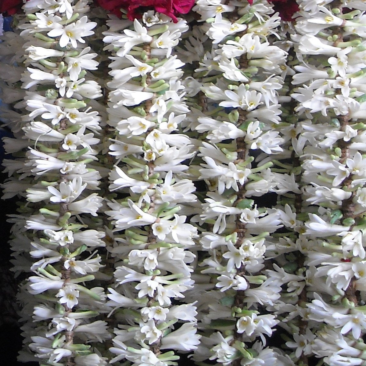 Strands of strung white sampangi (tuberose) flowers hanging at a flower market