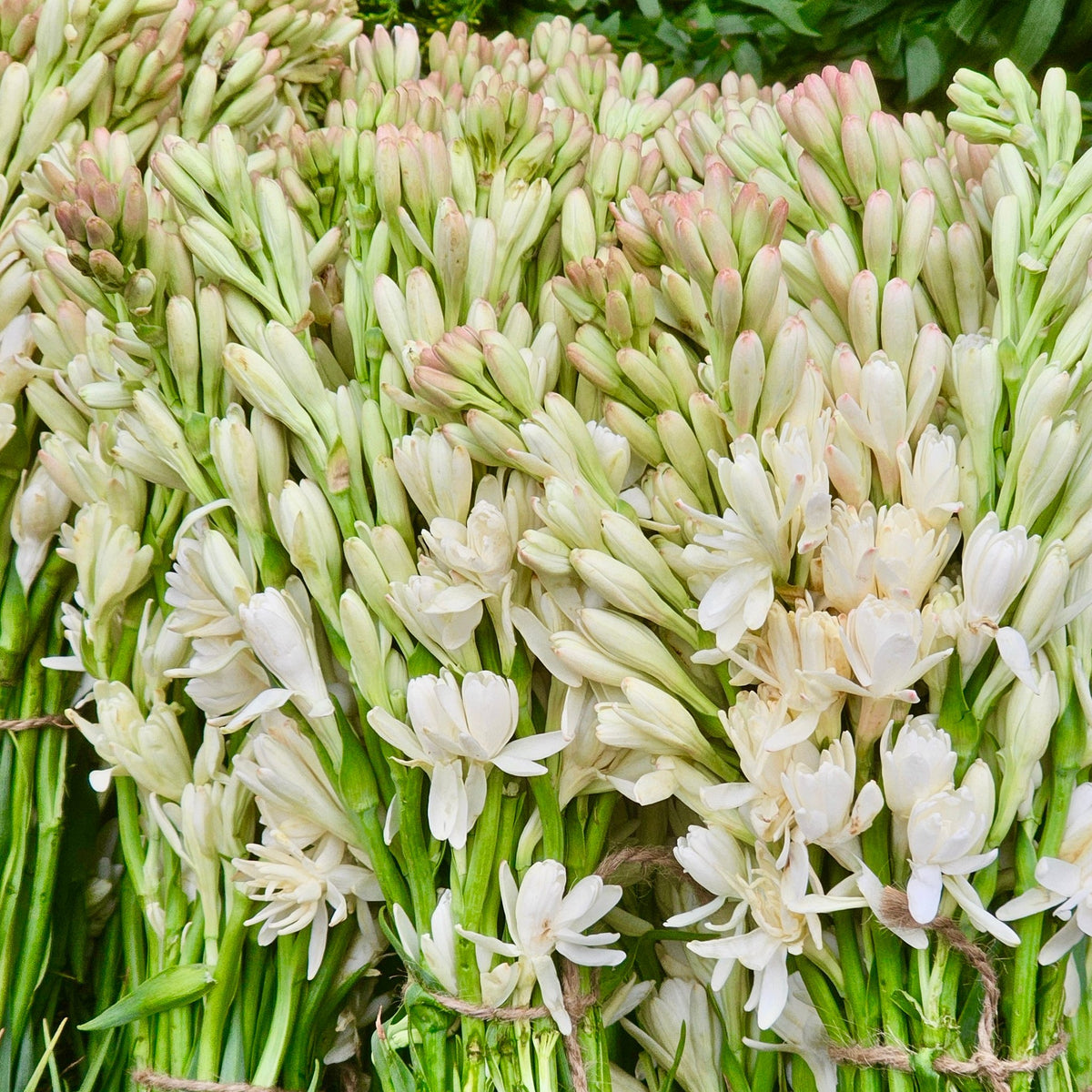 Twine-tied bunches of white tuberose (sampangi) flowers and buds