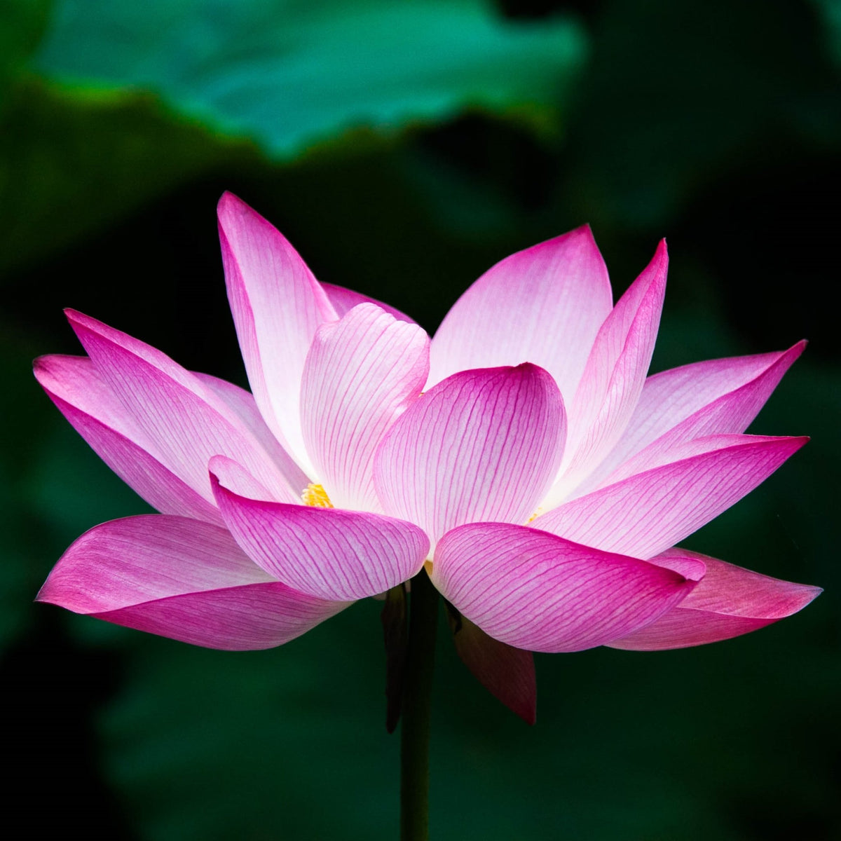 A single open pink lotus flower