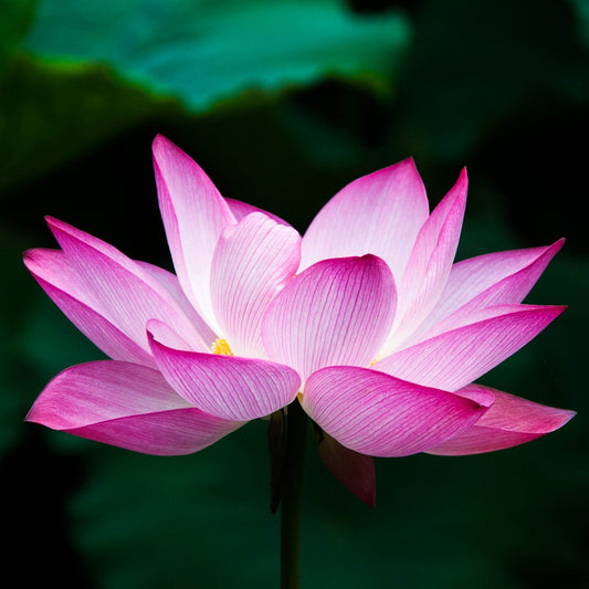 A single open pink lotus flower