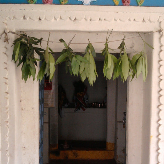 Bunches of mango leaves tied on a cord across a doorway