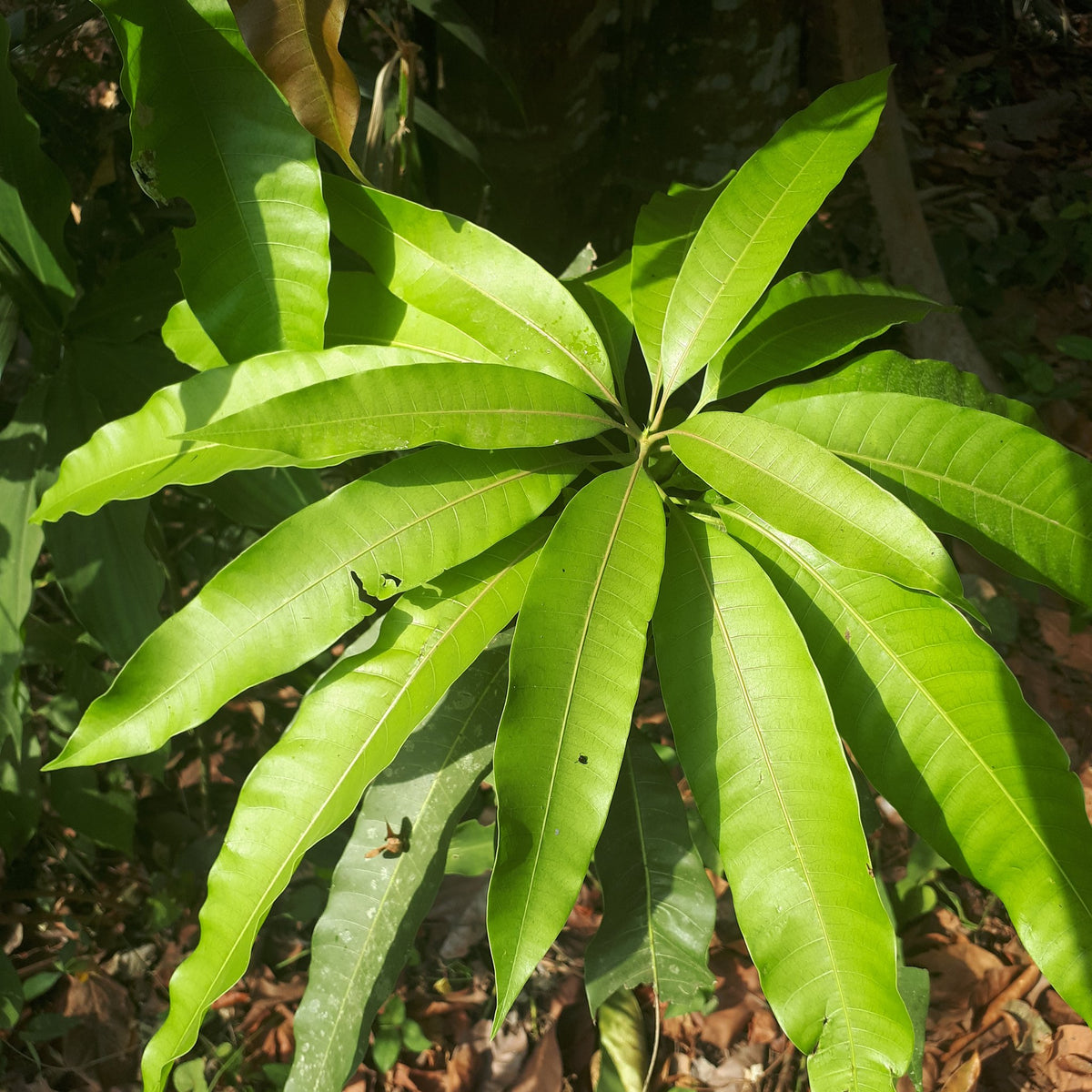Long, pointed green mango leaves at the tip of a branch