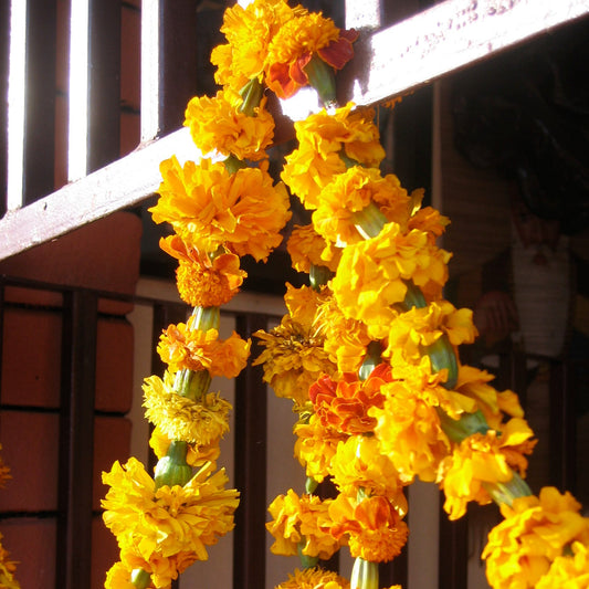 Marigold garlands hung across a doorway for Deepawali