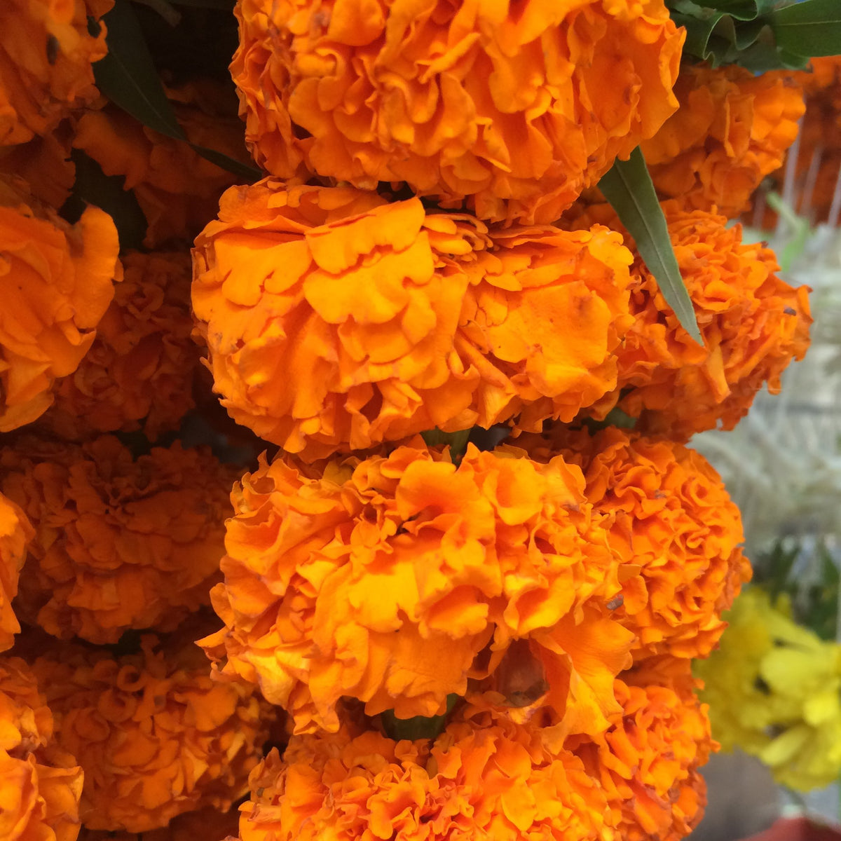 Strands of orange marigold garland