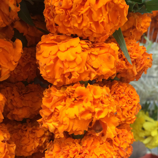 Strands of orange marigold garland