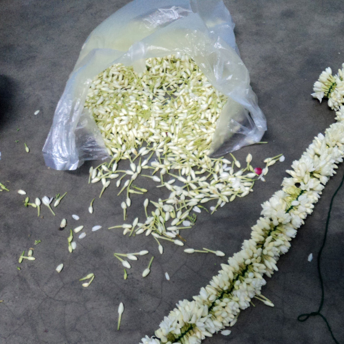 Loose slender jasmine buds spilling from a bag next to a jasmine string