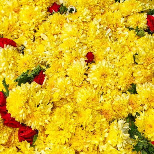 Garlands of yellow chrysanthemum (sevanthi) with red roses and green leaves