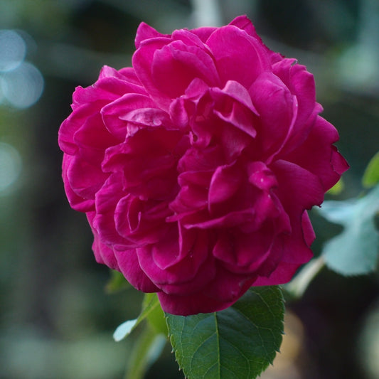 A deep pink rose in full bloom on the plant