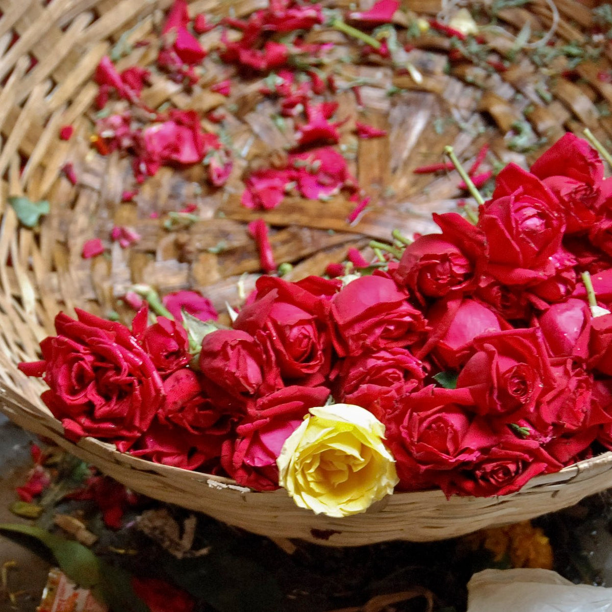 Loose red rose heads and one yellow rose in a woven basket at a flower market