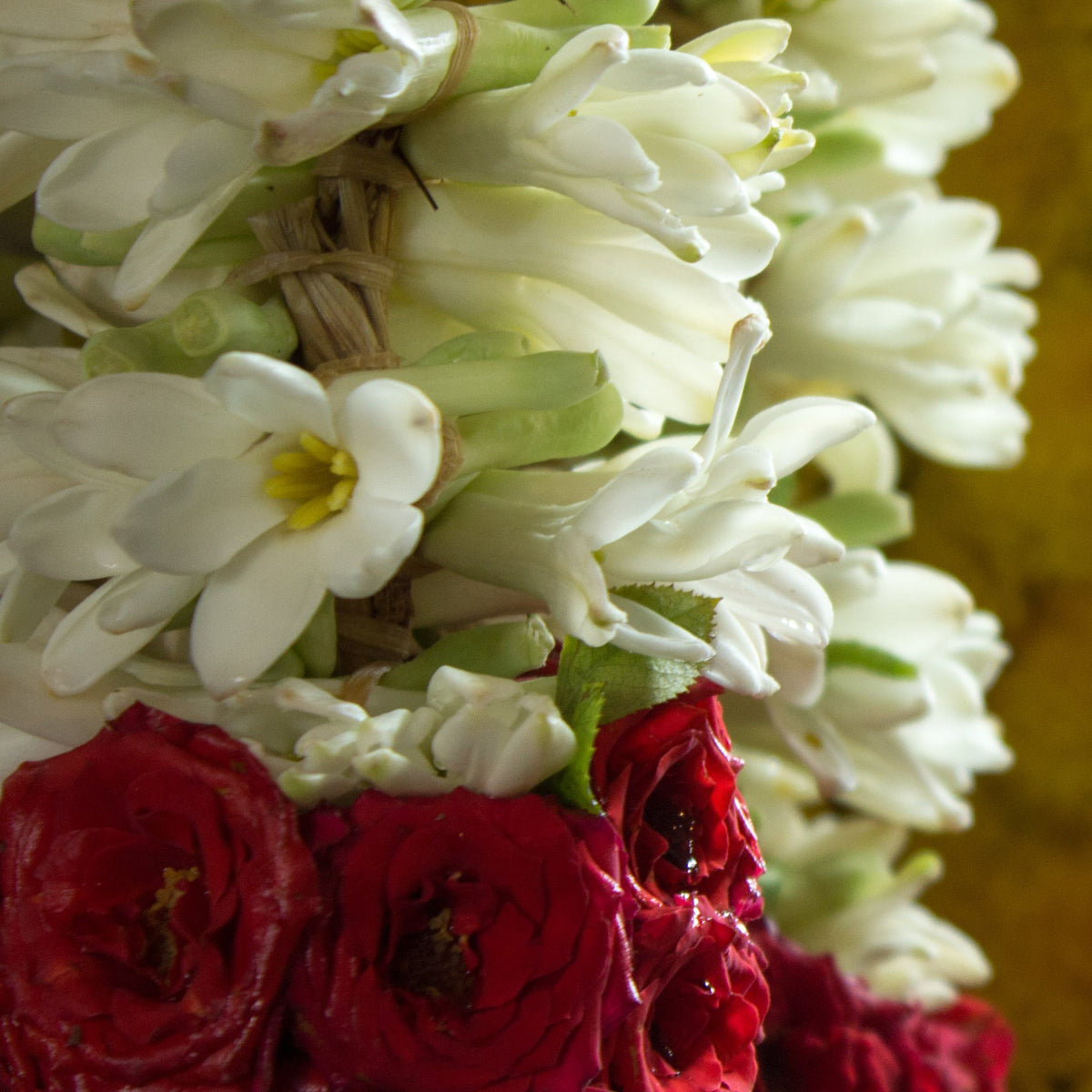 Close-up of a white sampangi (tuberose) garland with a band of red roses