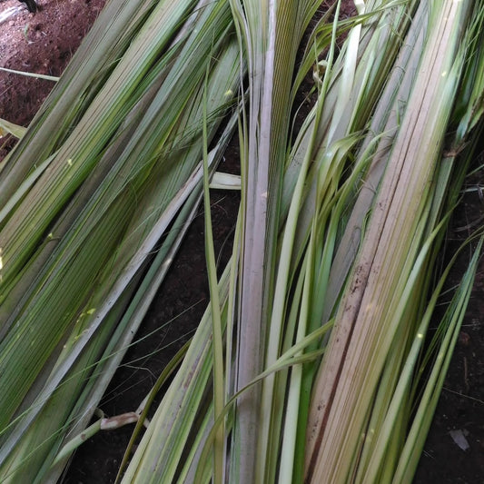 A bundle of pale young coconut fronds laid on the ground