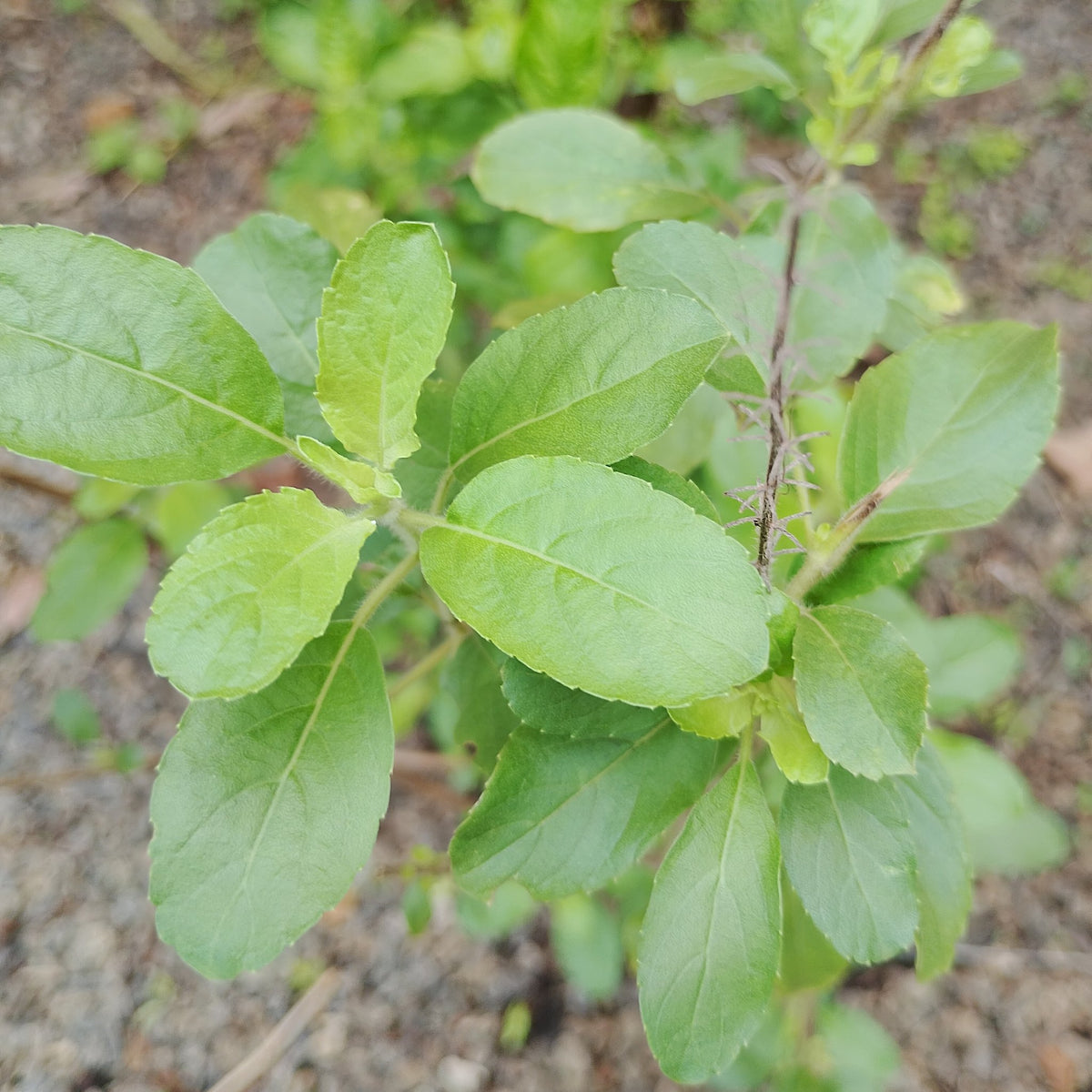 Green leaves of a growing tulasi (holy basil) plant