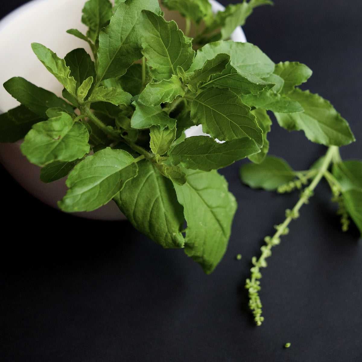 Sprigs of holy basil (tulasi) with flower spikes