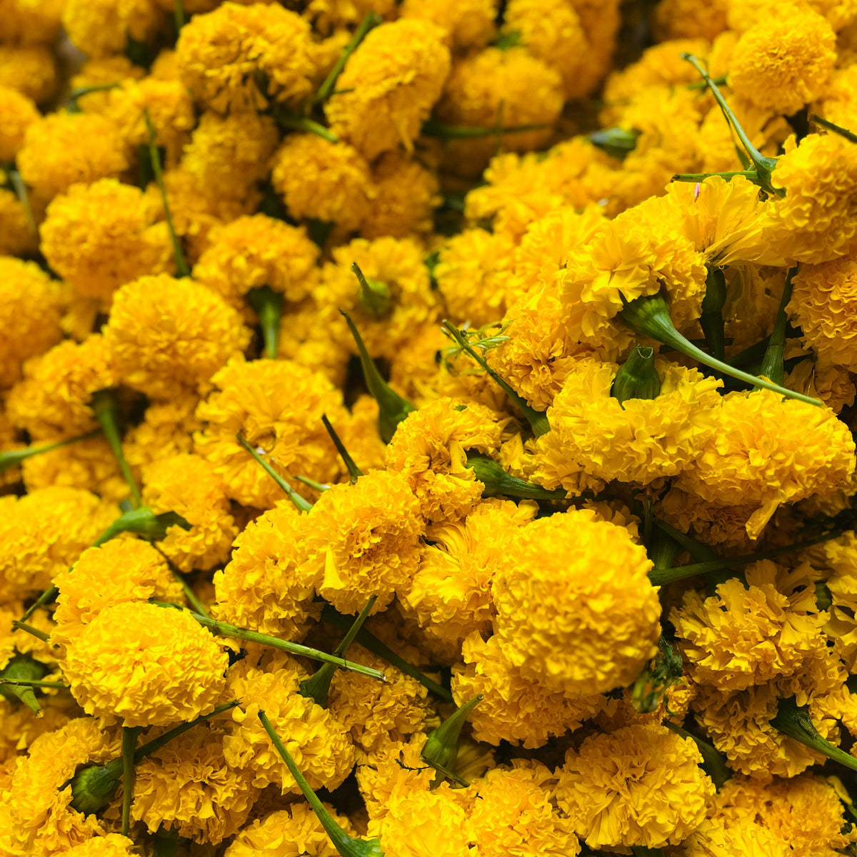 A heap of loose yellow marigold flowers